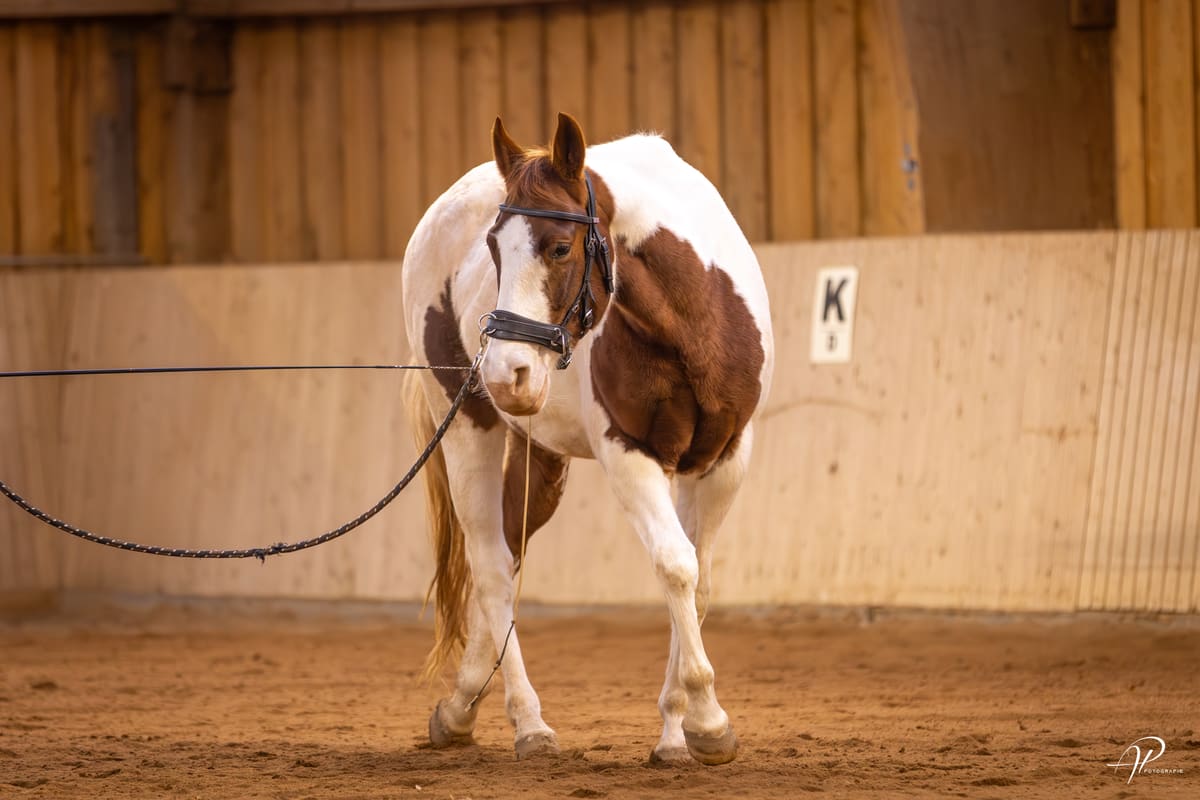 Pferd mit Kappzaum bei der Arbeit an der Longe